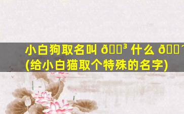 小白狗取名叫 🌳 什么 🐴 (给小白猫取个特殊的名字)